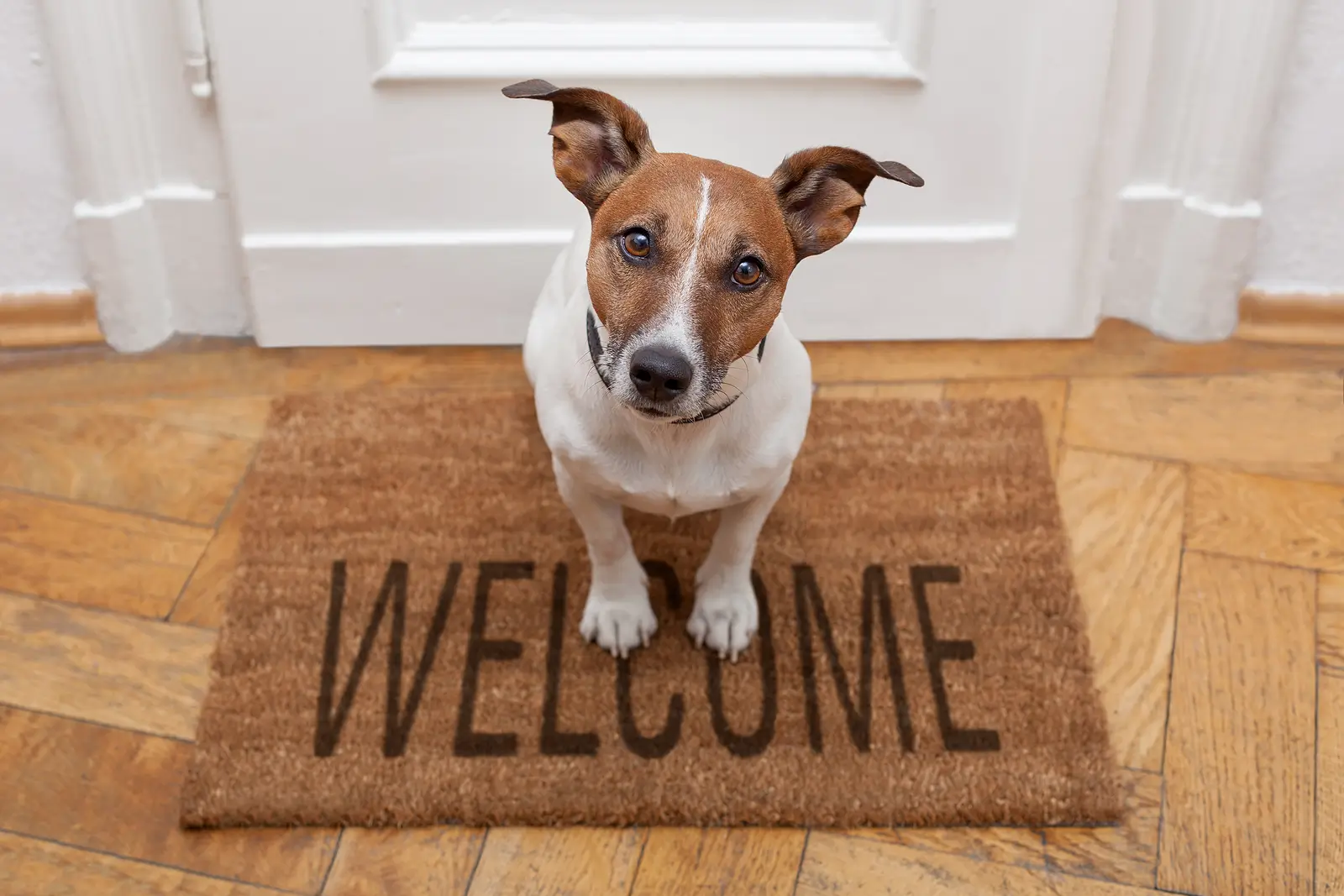 Pros & Cons of Pet-Friendly Rentals (Pricing & Lease Add-Ons)